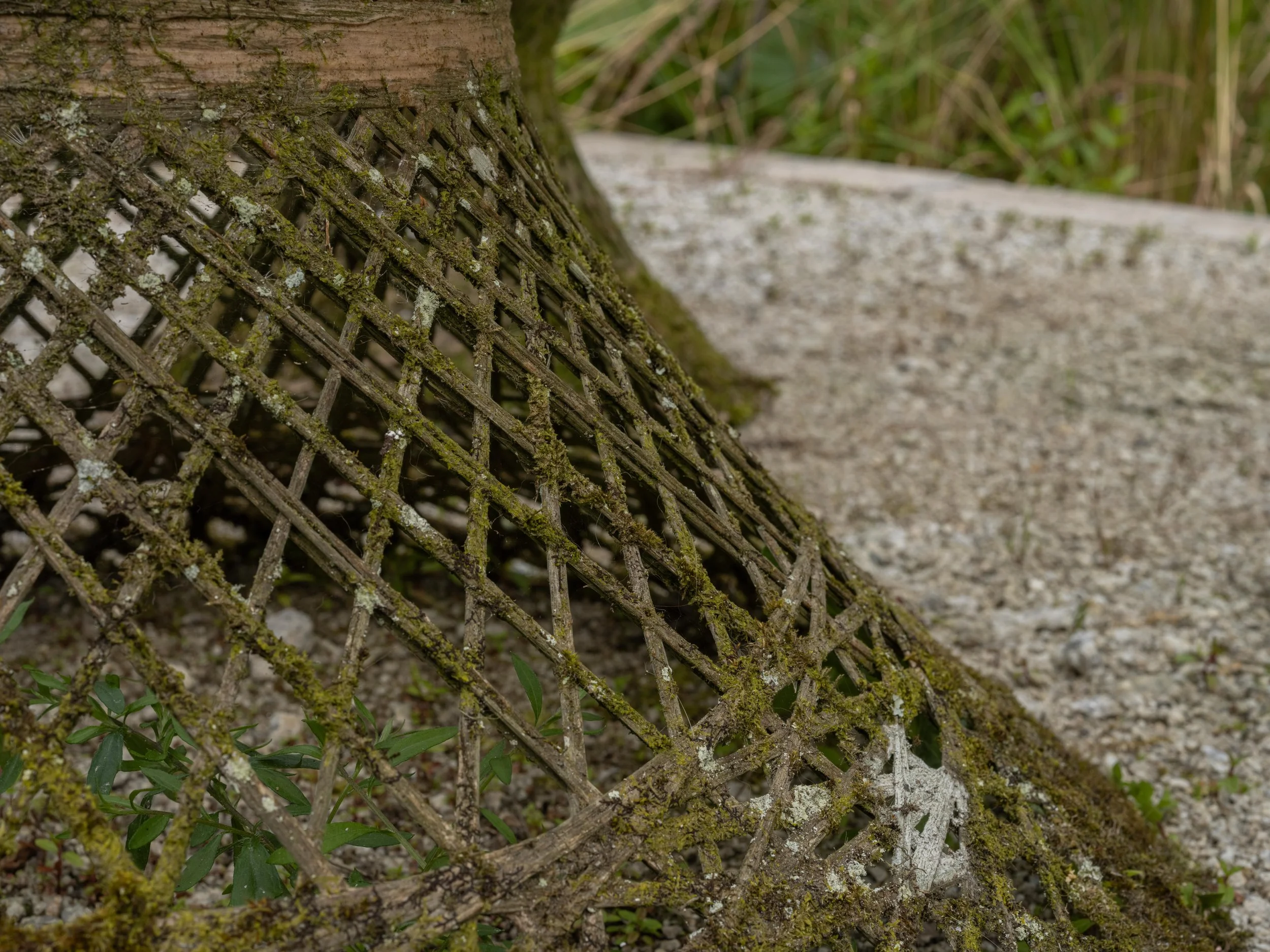 Close-up of a moss-covered metal grate on the ground, near a concrete surface, with green plants around.