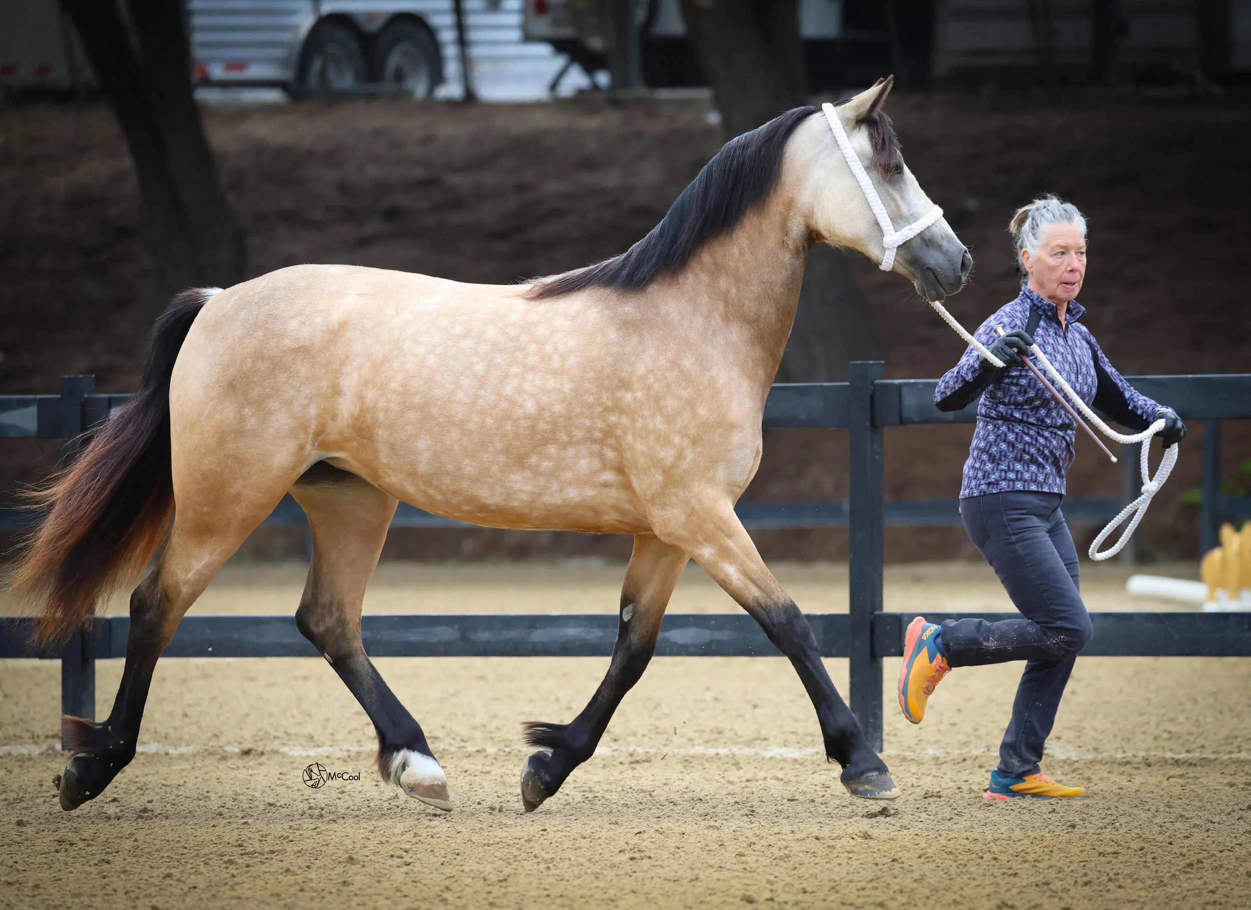 A woman in athletic clothing leading a light tan horse with dark mane and tail in a halter class at a horse show.