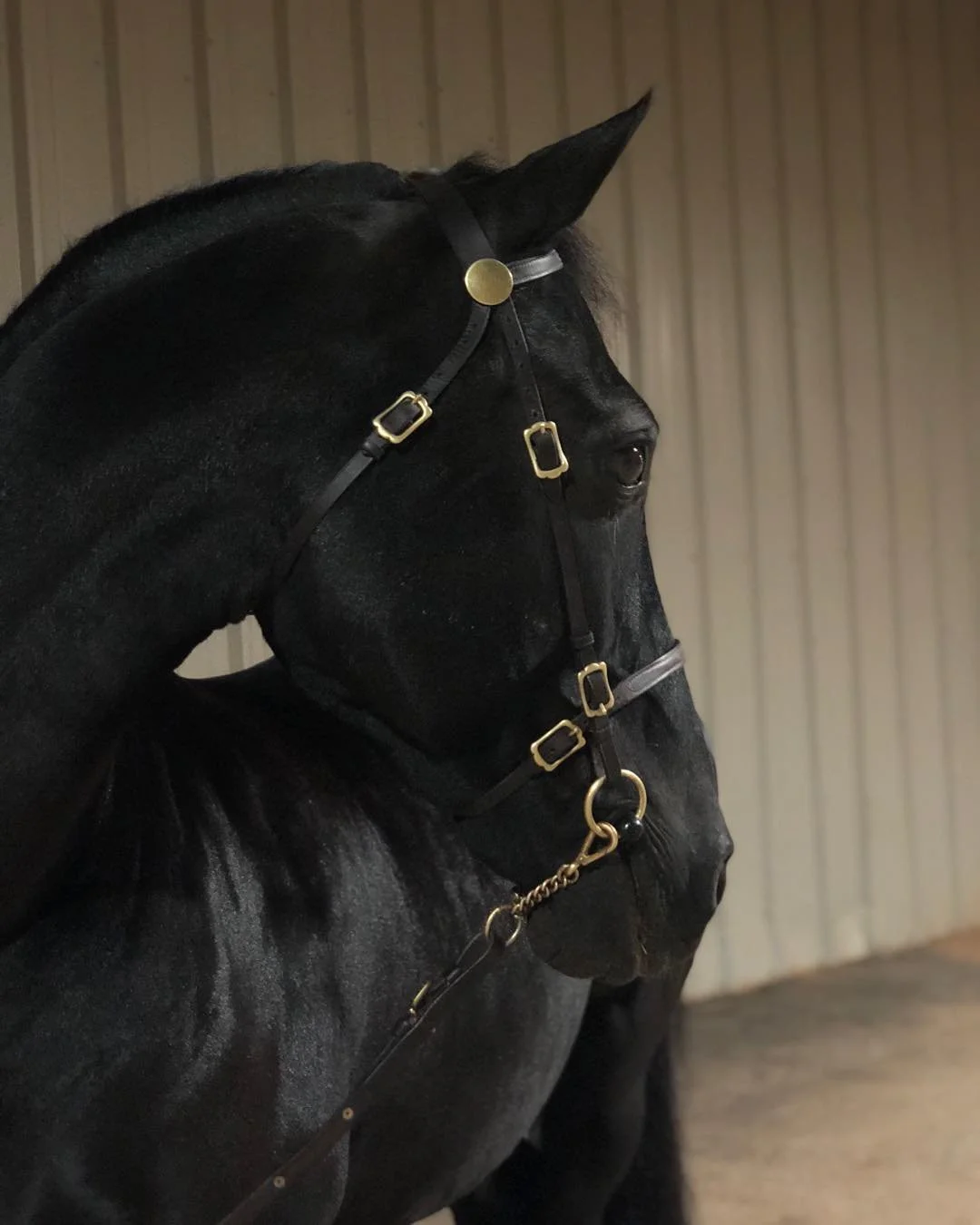 Black horse with a black bridle featuring gold hardware, standing in a stable with wooden walls.