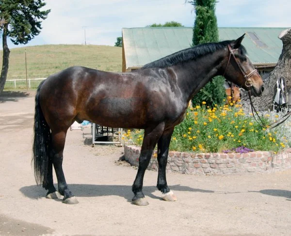 A dark brown horse with a black mane standing on a dirt ground near a garden with yellow flowers, in front of a green-roofed building and trees.