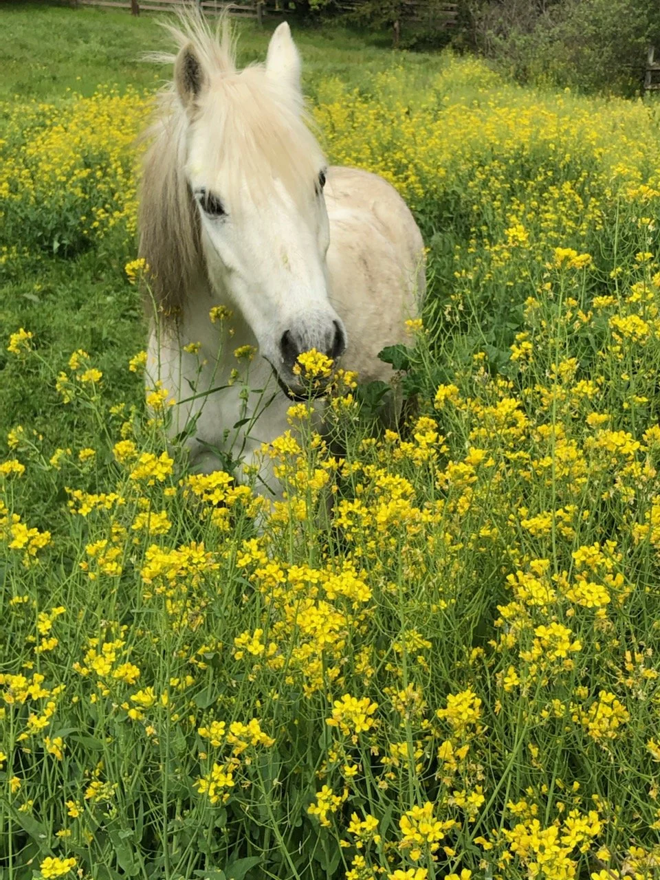 A white horse with a light brown mane standing in a field of yellow wildflowers.