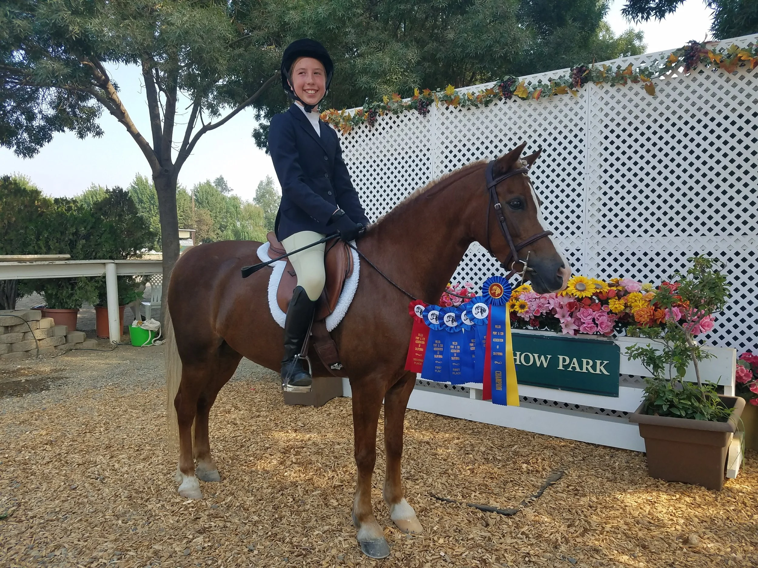 A young girl dressed in riding attire, including a helmet and riding boots, sitting on a brown horse with a white marking on its face. The horse is adorned with multiple ribbons, indicating it has won a competition. They are outdoors at a show park w