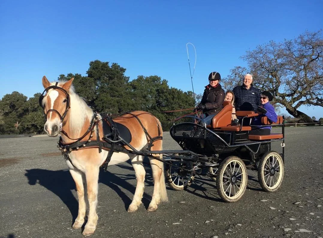A horse-drawn carriage with four people, with a woman holding reins and a helmet, in a park-like setting with trees and a blue sky.