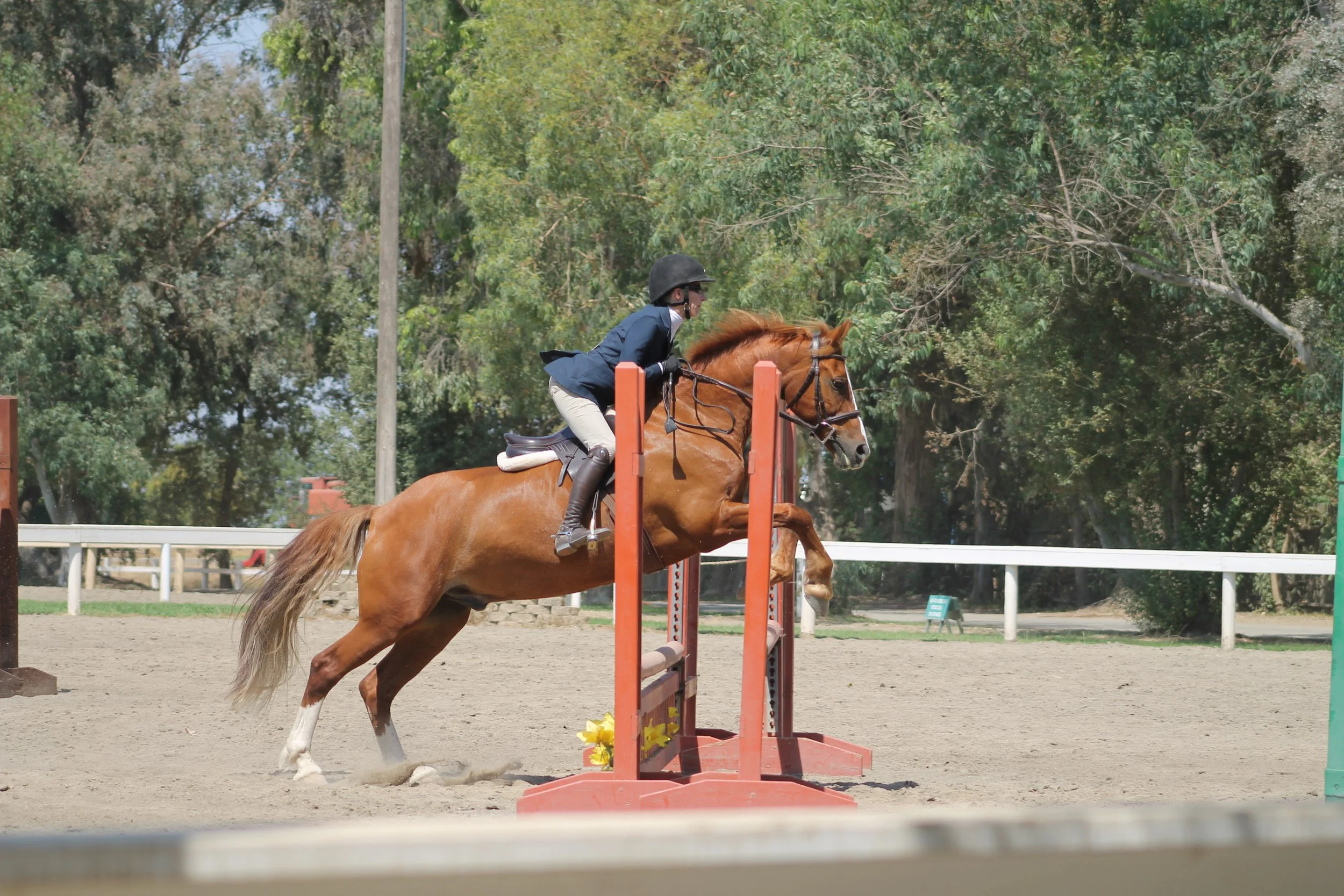 Young rider in a helmet and jacket riding a chestnut horse over a jump in an outdoor equestrian arena surrounded by trees and a white fence.