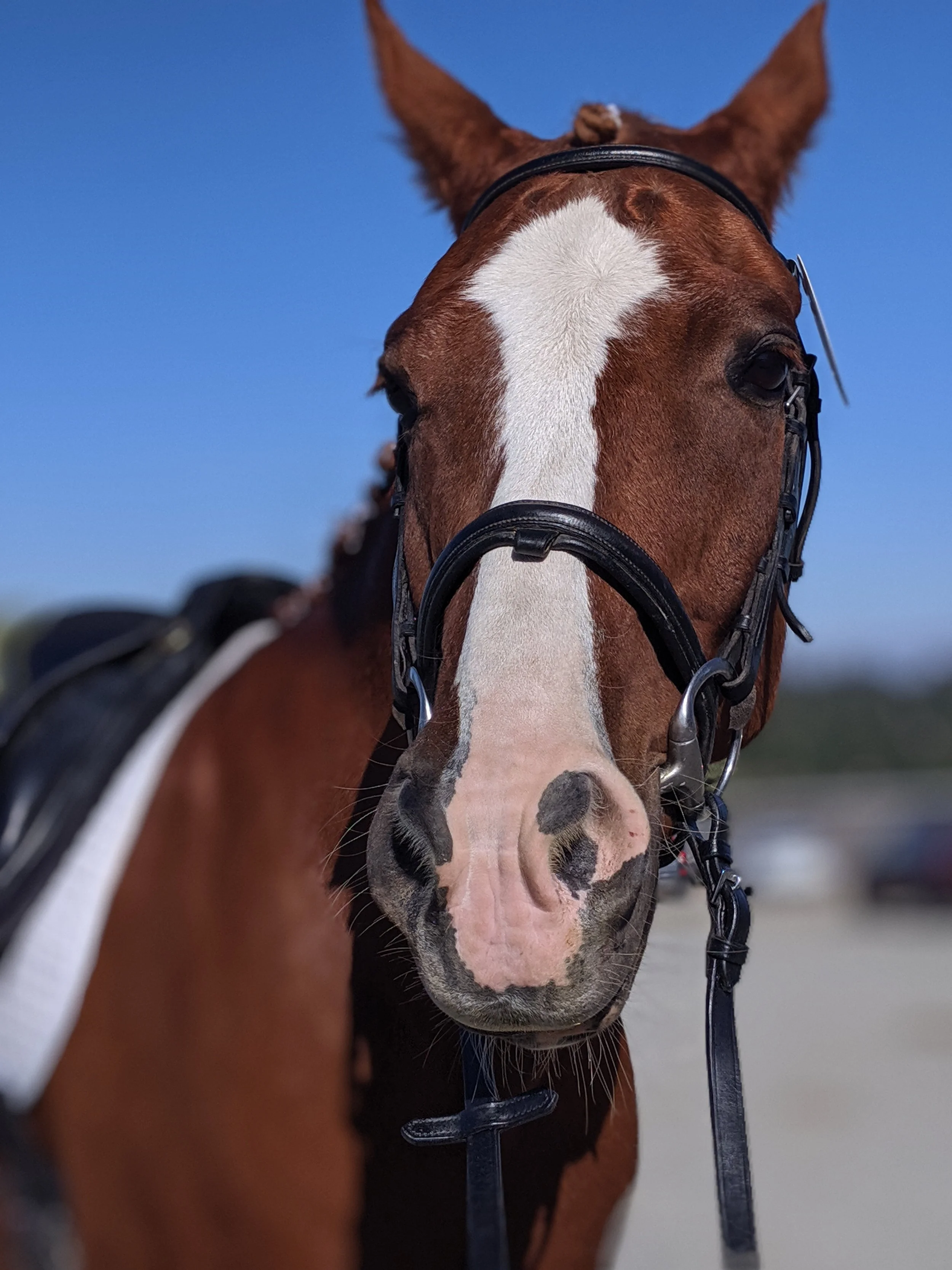 Close-up of a brown horse with a white blaze on its face, wearing a bridle, outdoors with a blue sky in the background.