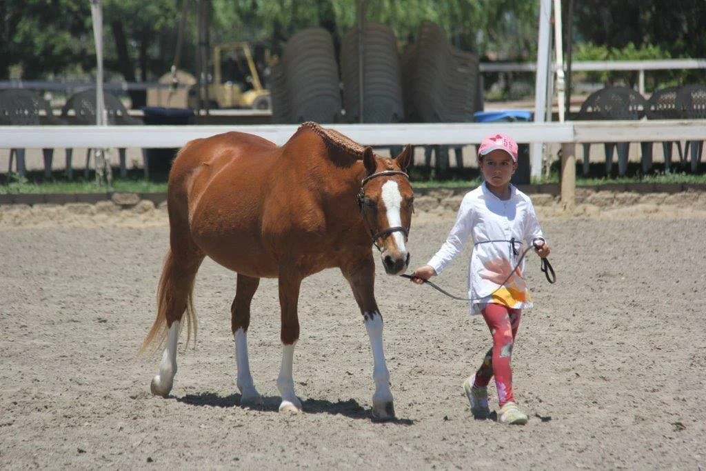 A young girl wearing a pink hat, white jacket, and colorful leggings leads a brown and white pony on a dirt arena with a fence and trees in the background.