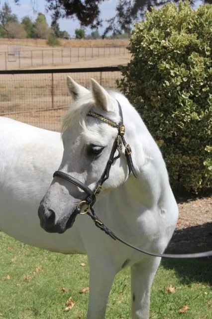White horse standing outdoors near a bush with a bridle on its head