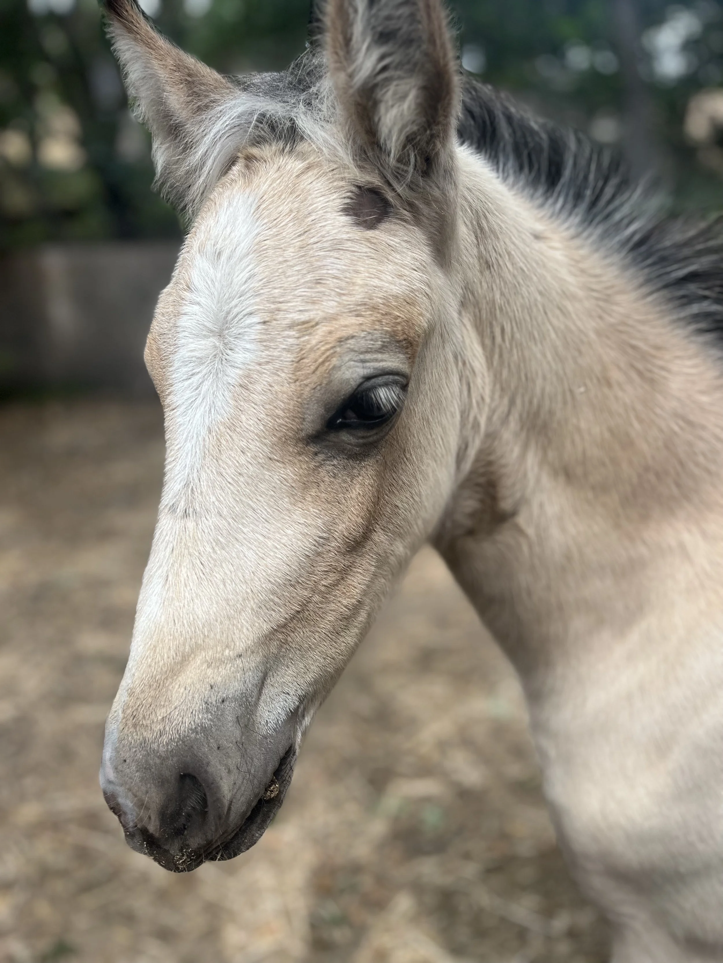 Close-up of a light-colored foal with a dark mane, standing outdoors.