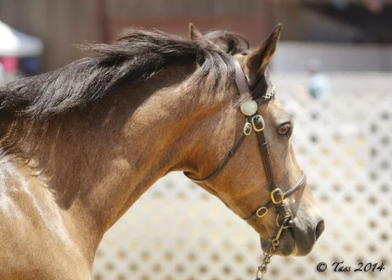 Close-up of a brown horse wearing a bridle, with a background of a white fence and blurred structures.