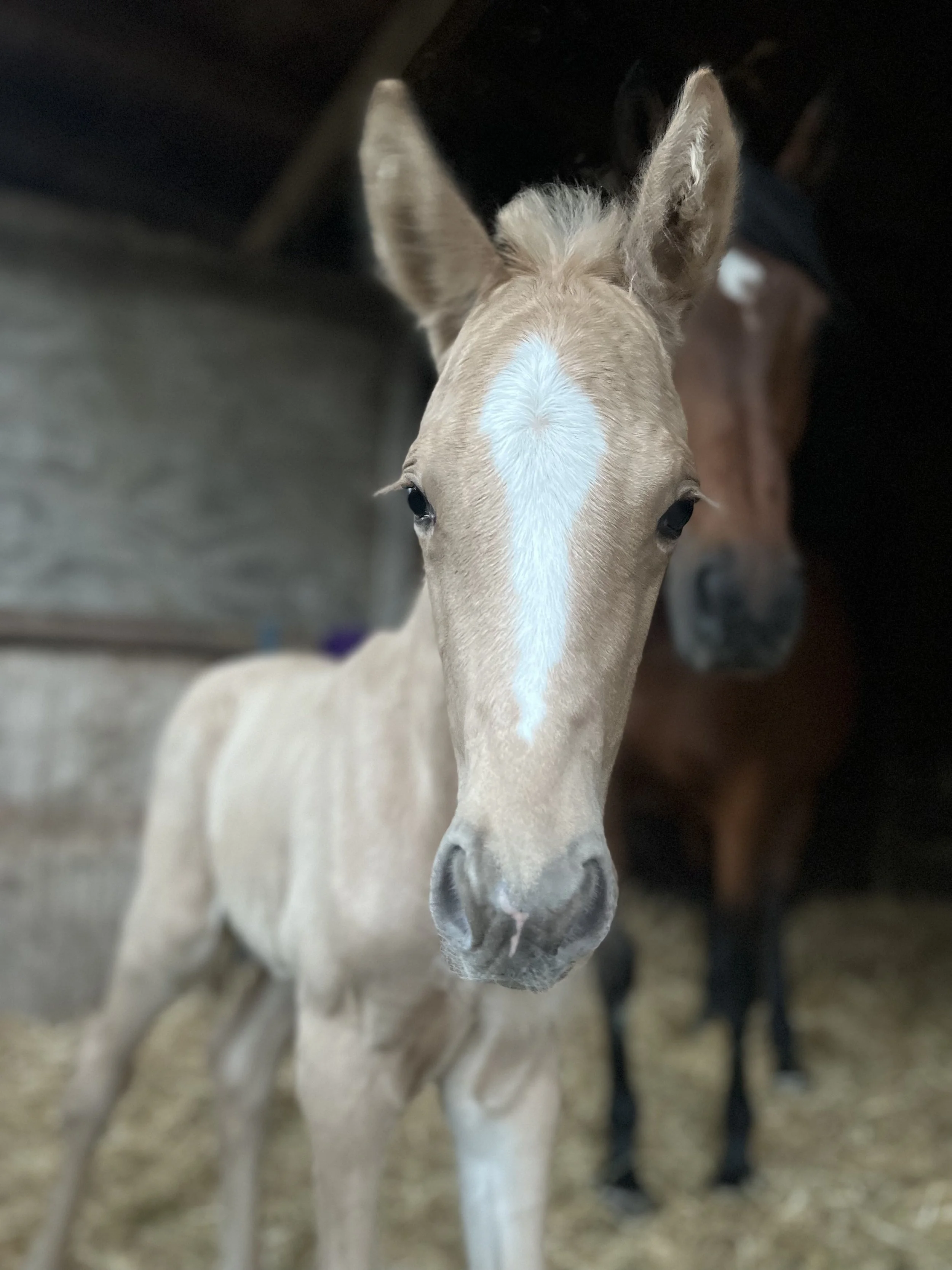 Close-up of a young light-colored foal with a white heart-shaped marking on its forehead, standing in a barn with another horse visible in the background.