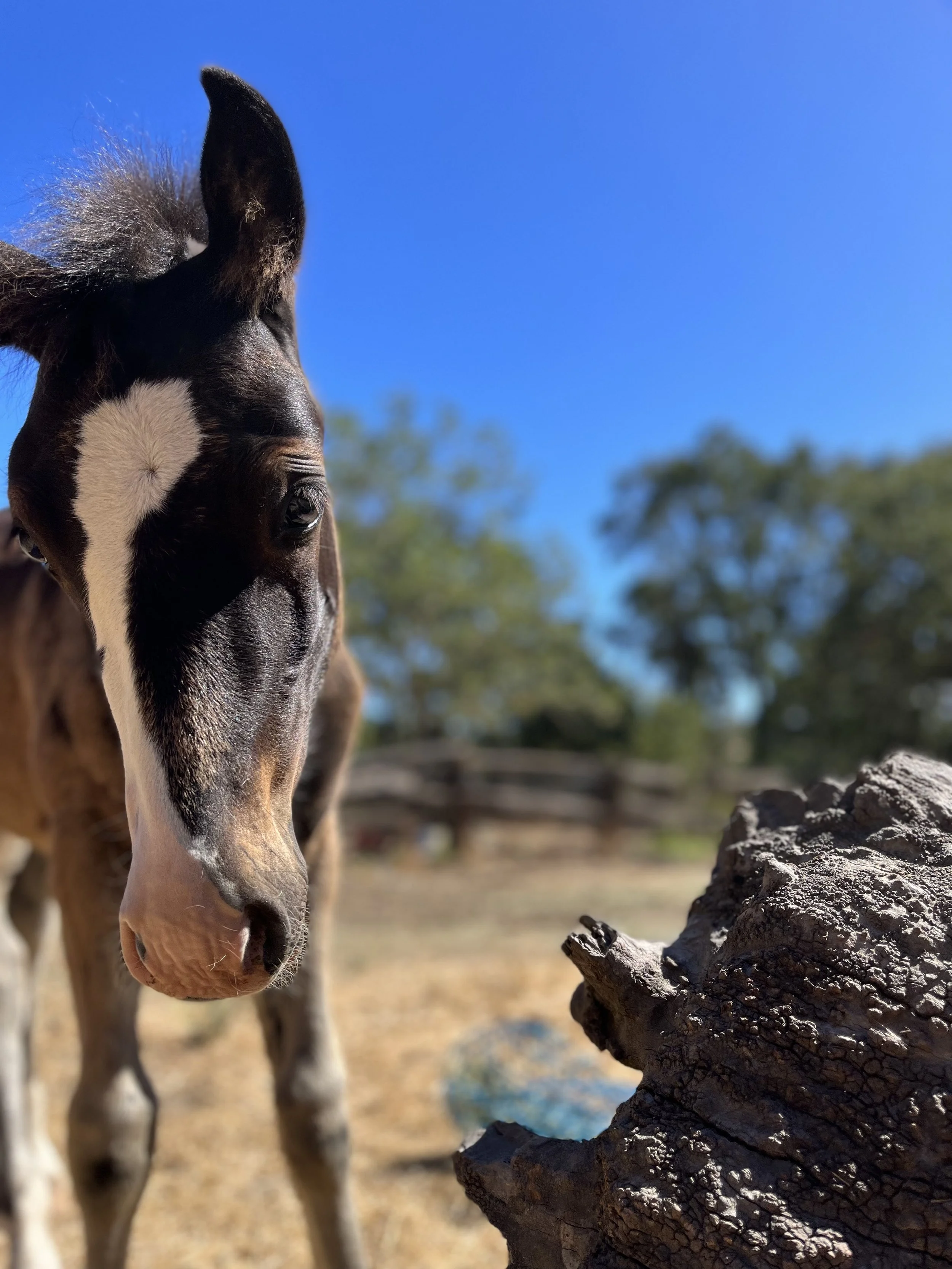 Close-up of a young foal with a distinctive white face marking, standing outdoors with blurred trees and a blue sky in the background, near a piece of tree trunk or log.