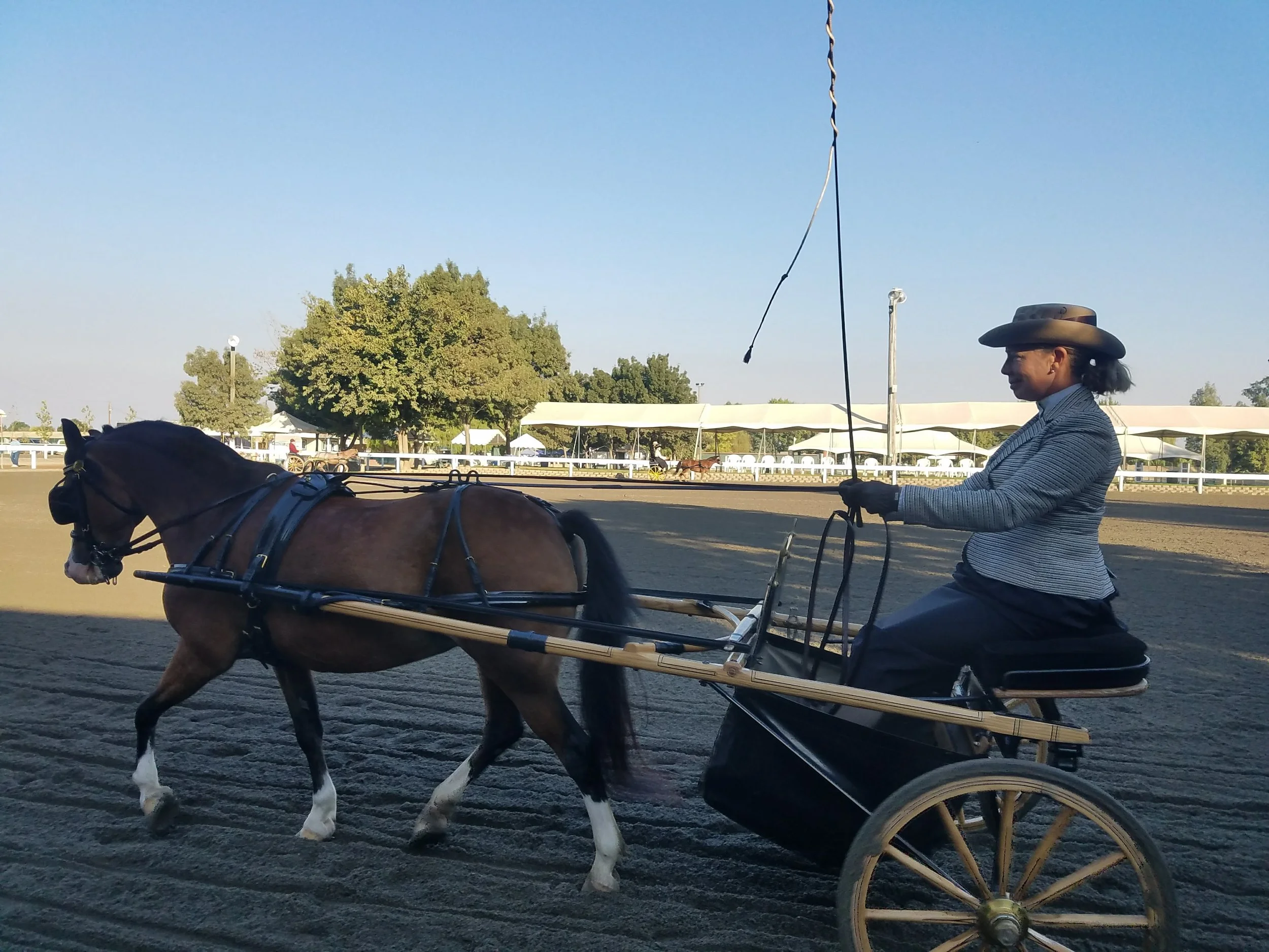 A woman riding a horse-drawn carriage in a show ring during daytime with clear skies.