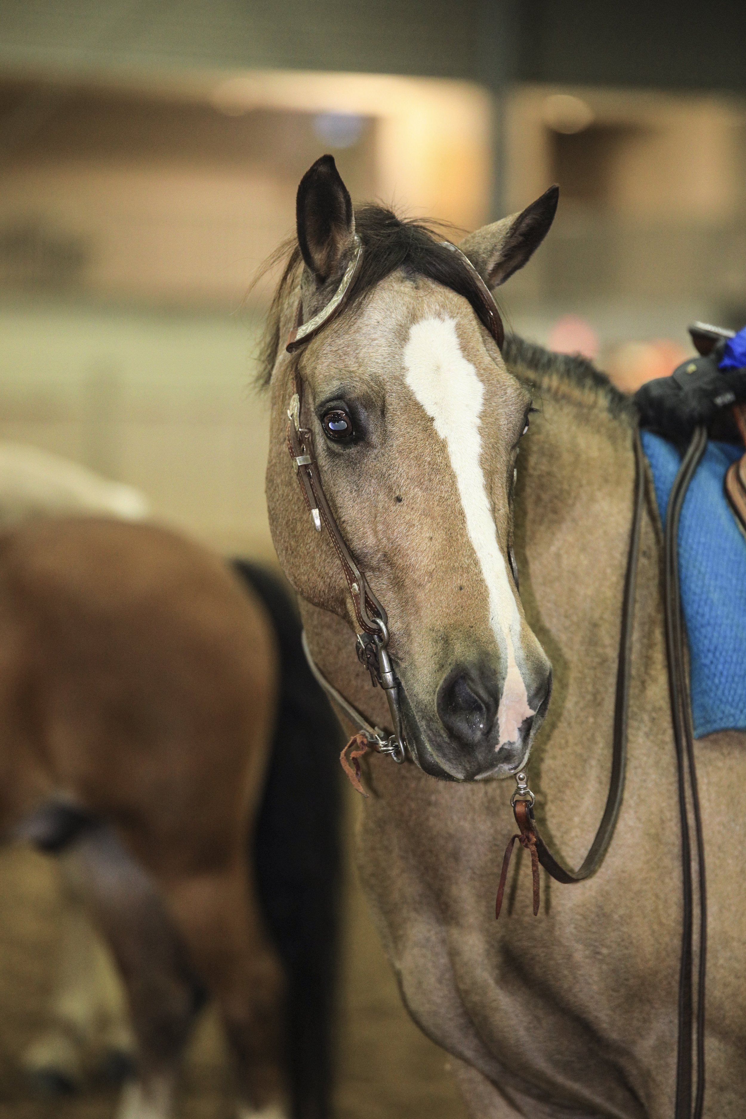 A close-up of a tan horse with a white blaze on its face, wearing a bridle, standing in what appears to be an indoor stable or riding arena.