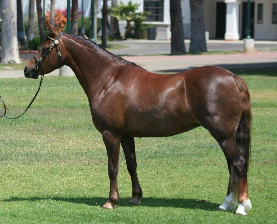 A brown horse with a shiny coat stands on a grassy area, wearing a bridle, with trees and buildings in the background.