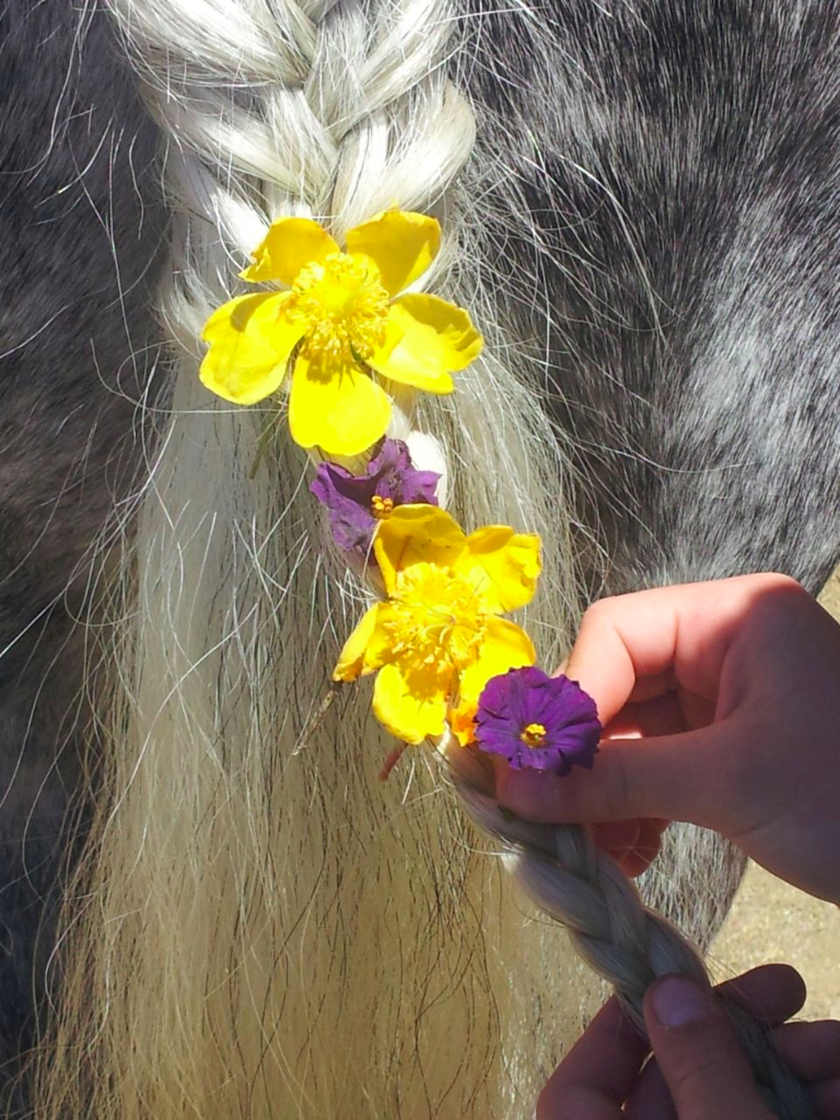 Close-up of a blonde braided horse's mane decorated with yellow and purple flowers, held by a person's hand.