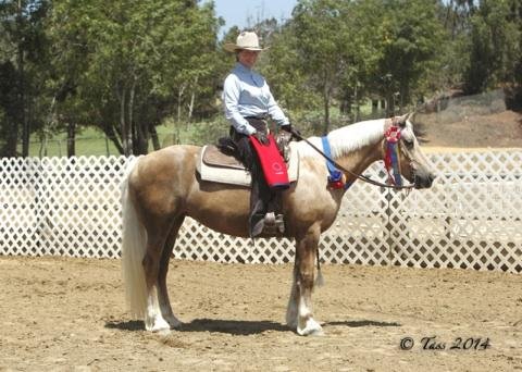 Person riding a horse in an outdoor riding arena with a white fence and green trees in the background, wearing a cowboy hat, light shirt, and dark pants.