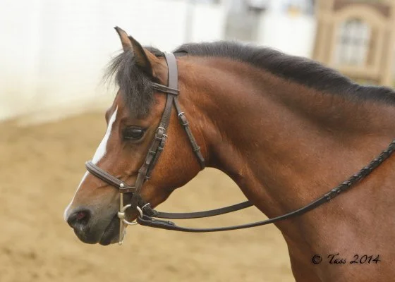 Close-up of a brown horse wearing a bridle, standing indoors on dirt ground.