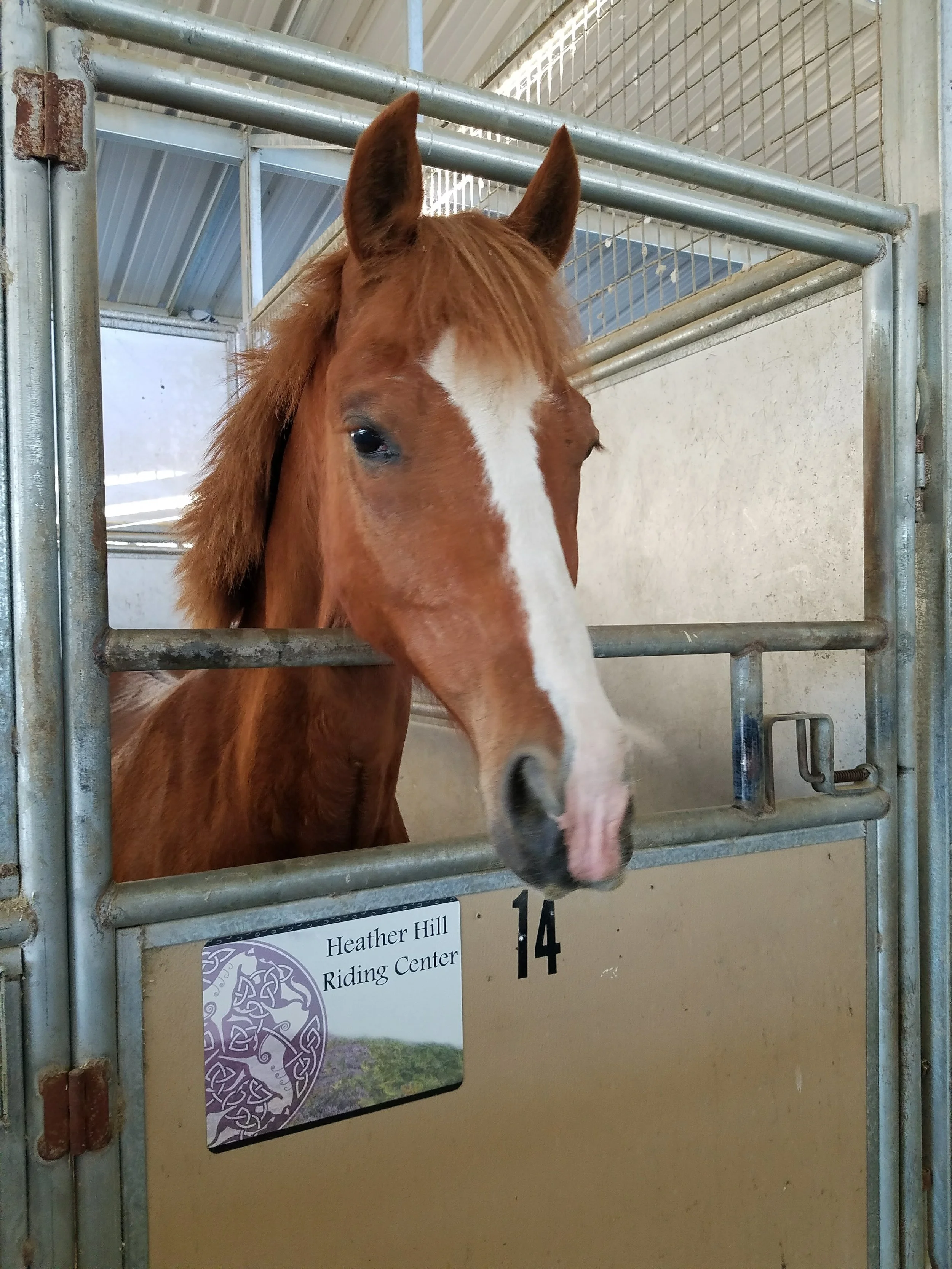 A young chestnut horse with a white blaze on its face looking out from a stable at Heather Hill Riding Center.