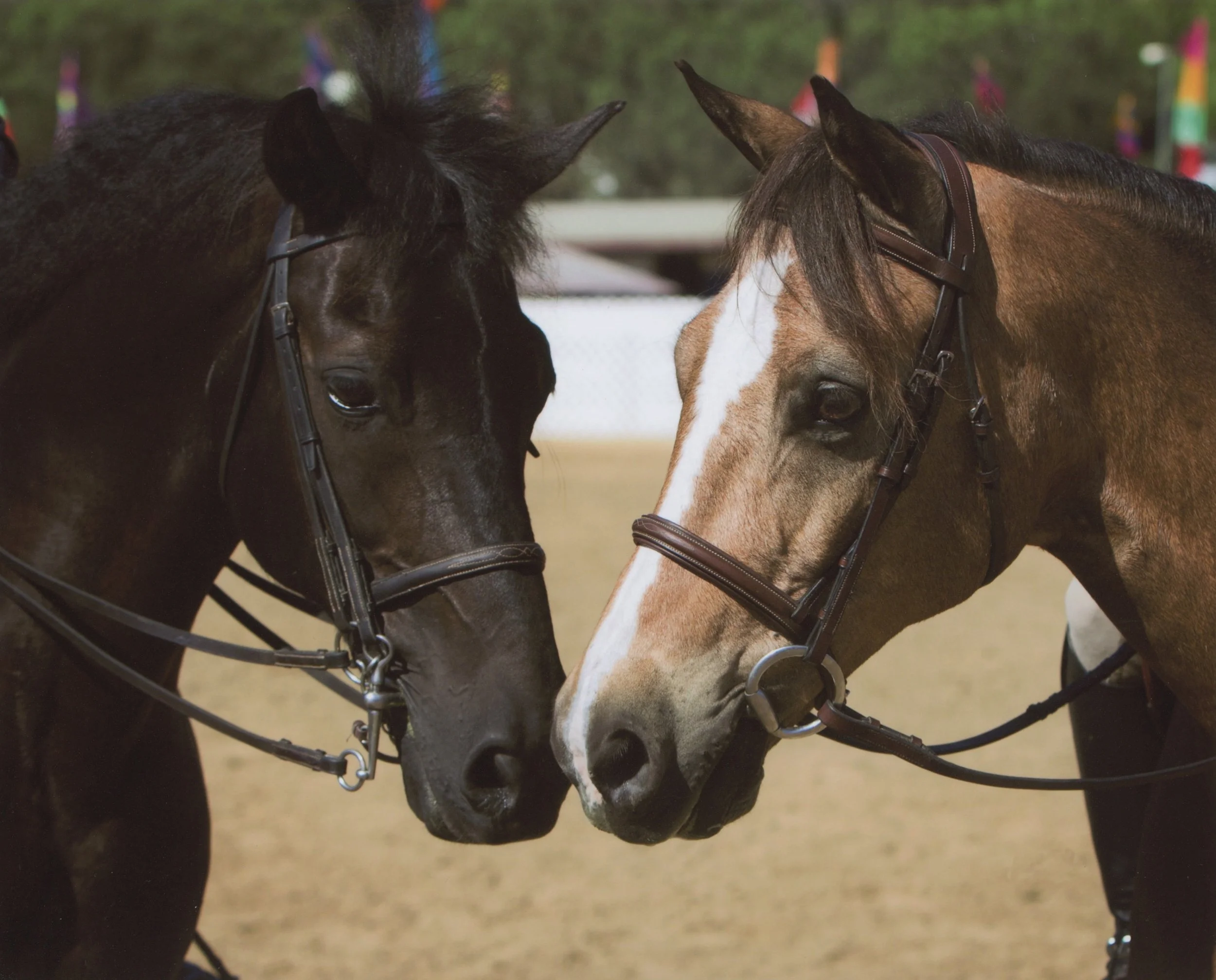 Two horses touching noses in a paddock, with a colorful background.