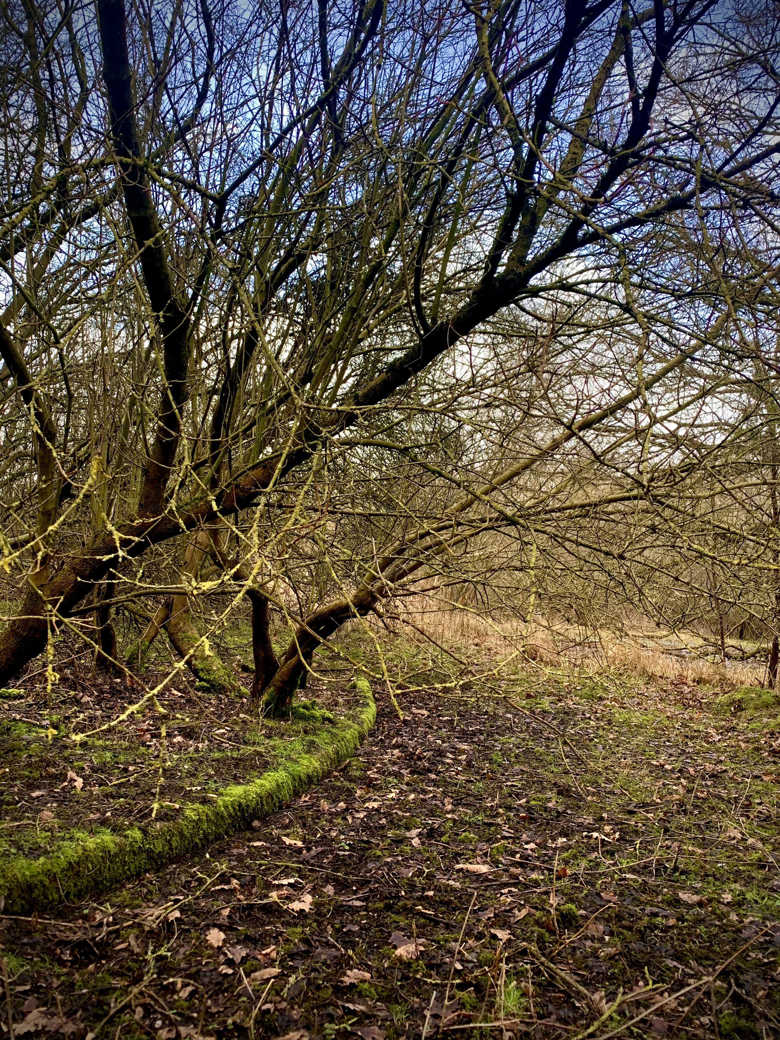 Bare trees with twisted branches over moss-covered ground and leaf litter suggest a winter or early spring landscape.