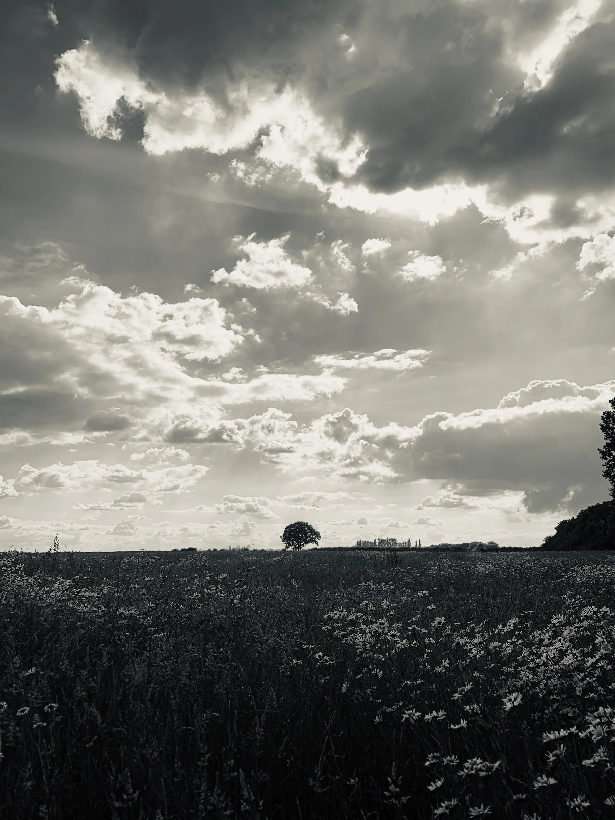 A black and white photo of a vast field with wildflowers, a lone tree in the distance, partly cloudy sky with the sun obscured by clouds.