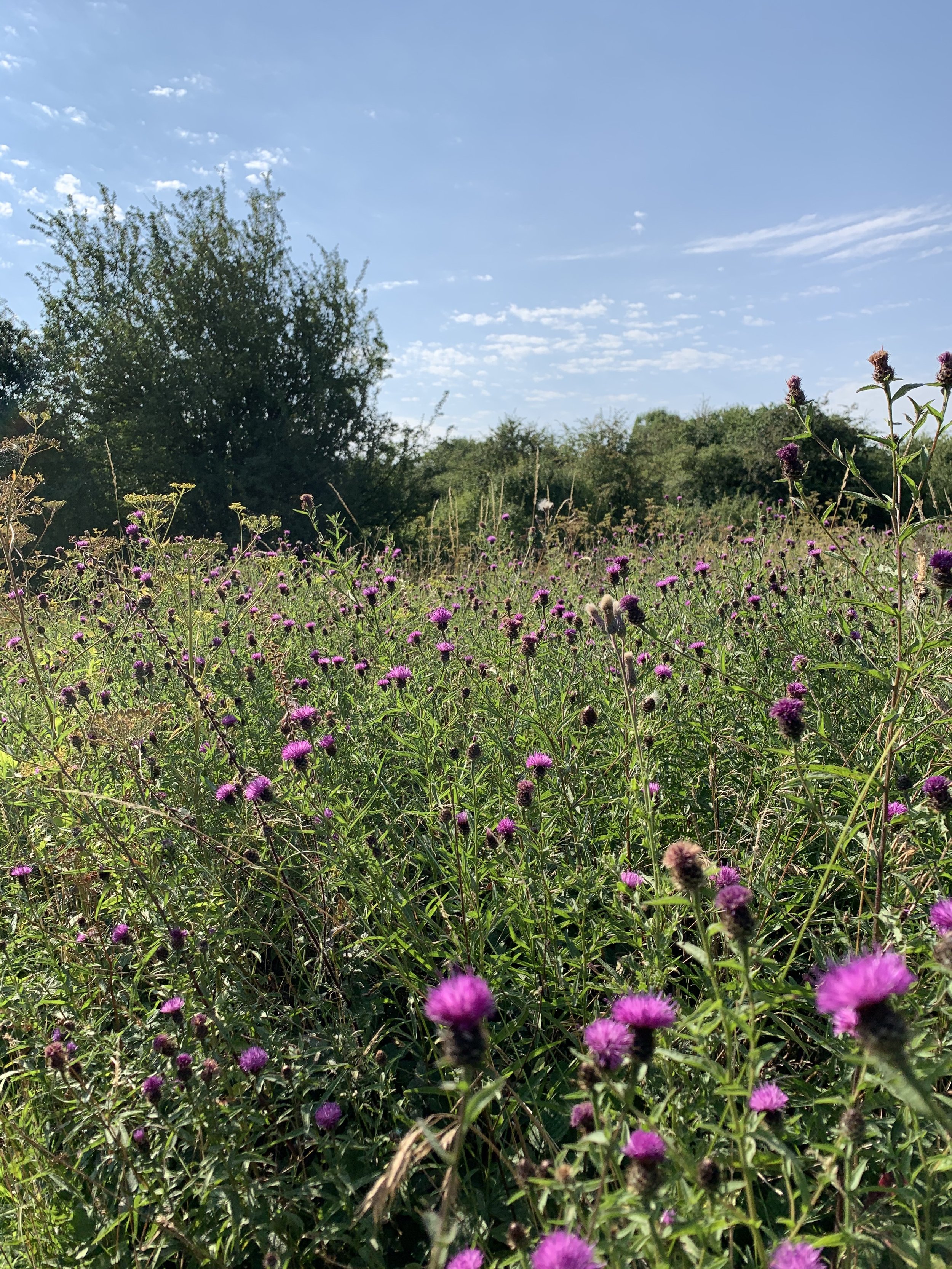 Wildflowers with scrub background