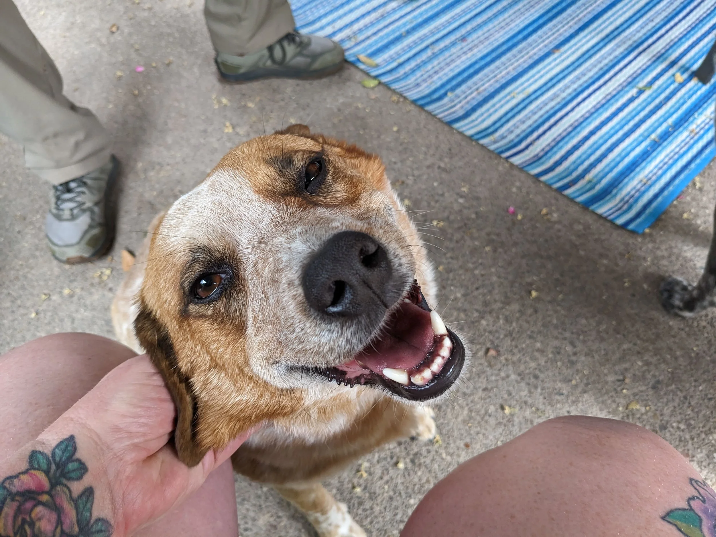 Look at the smile on Ruby the dog!