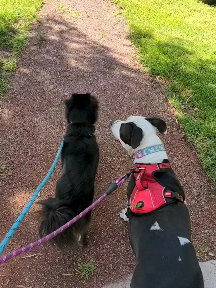 Taking the dogs for a walk