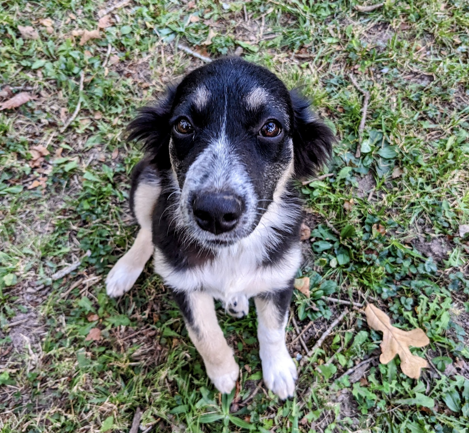 One cute puppy on a house sit