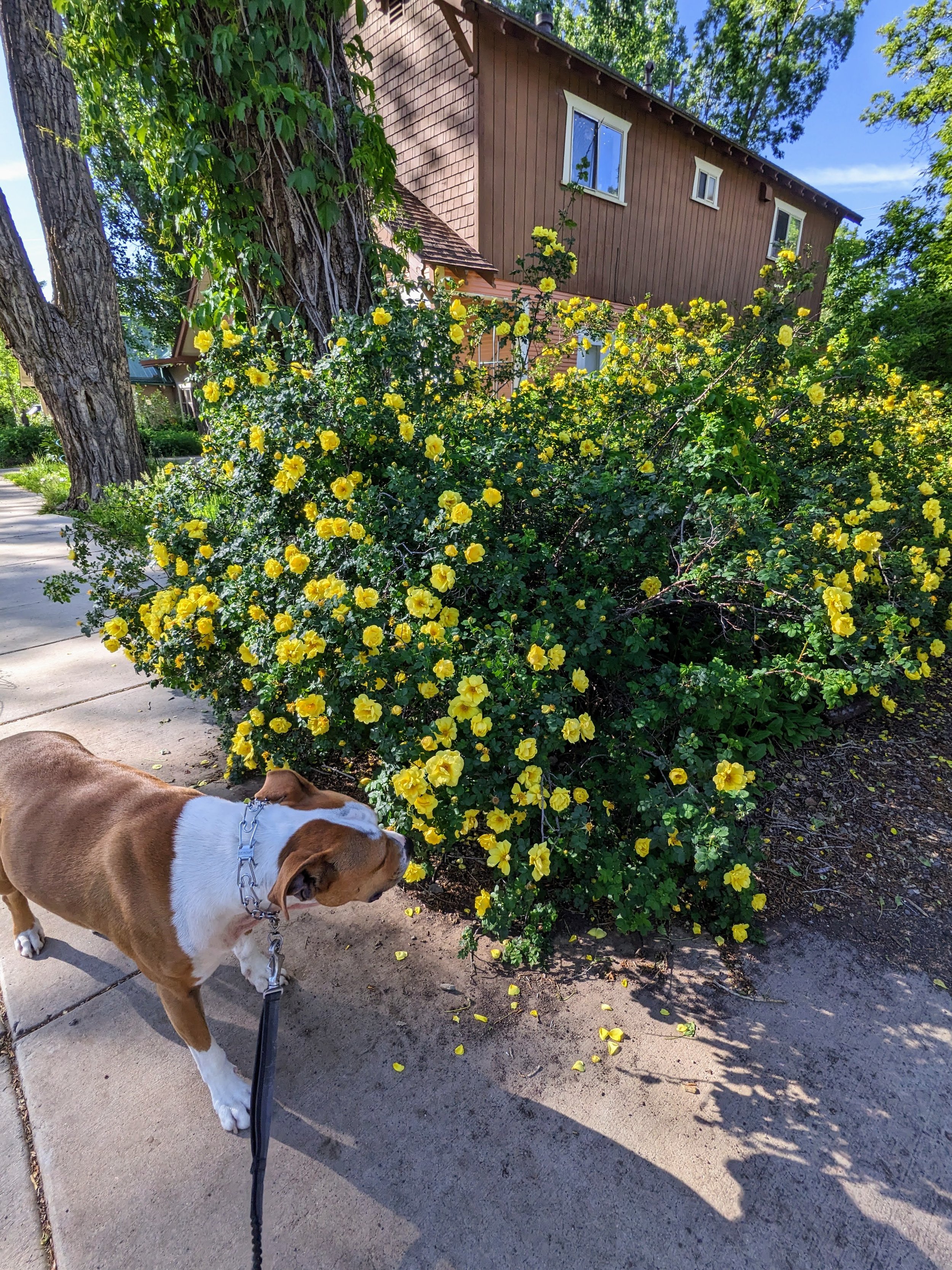 Smelling the flowers with Franklin the dog