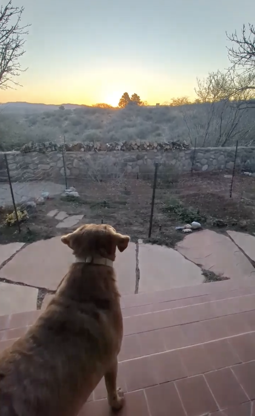Watching the sunset with the dogs