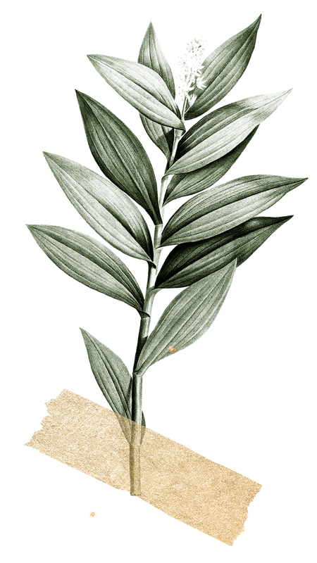 A sprig of green leaves with a small flower cluster tucked in among the leaves, taped to a piece of paper.