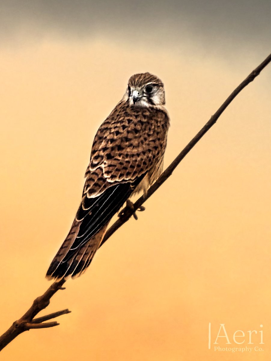 A Nankeen Kestral perched on a thin branch against a blurred yellow-orange background.