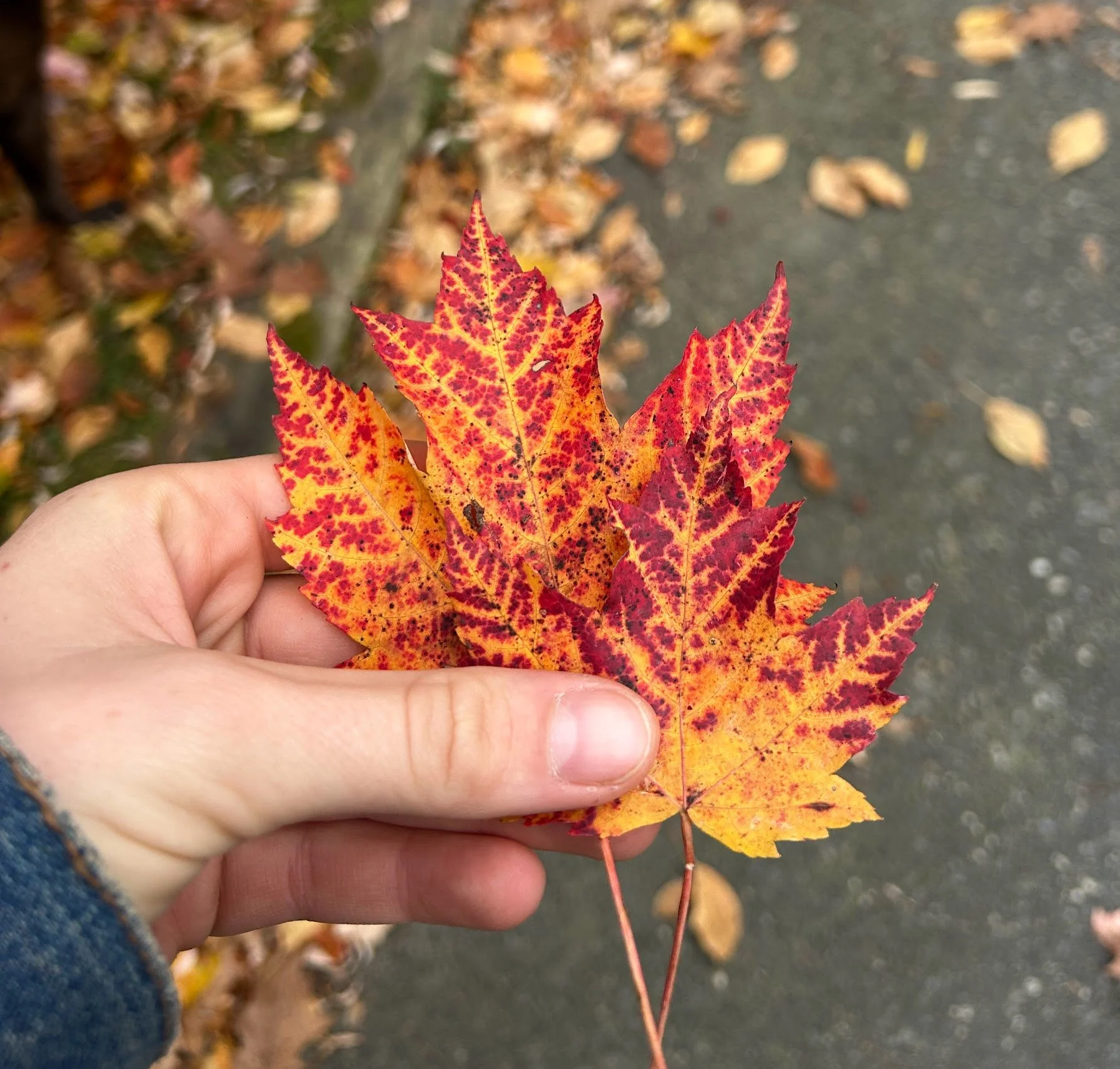 Person holding a vibrant red, yellow, and orange autumn leaf with serrated edges, against a background of a paved walkway scattered with fallen leaves.