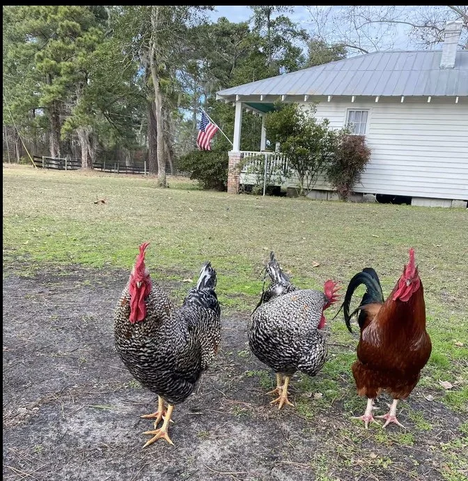 Image 12-7-25 at 7.17 PM.jpeg