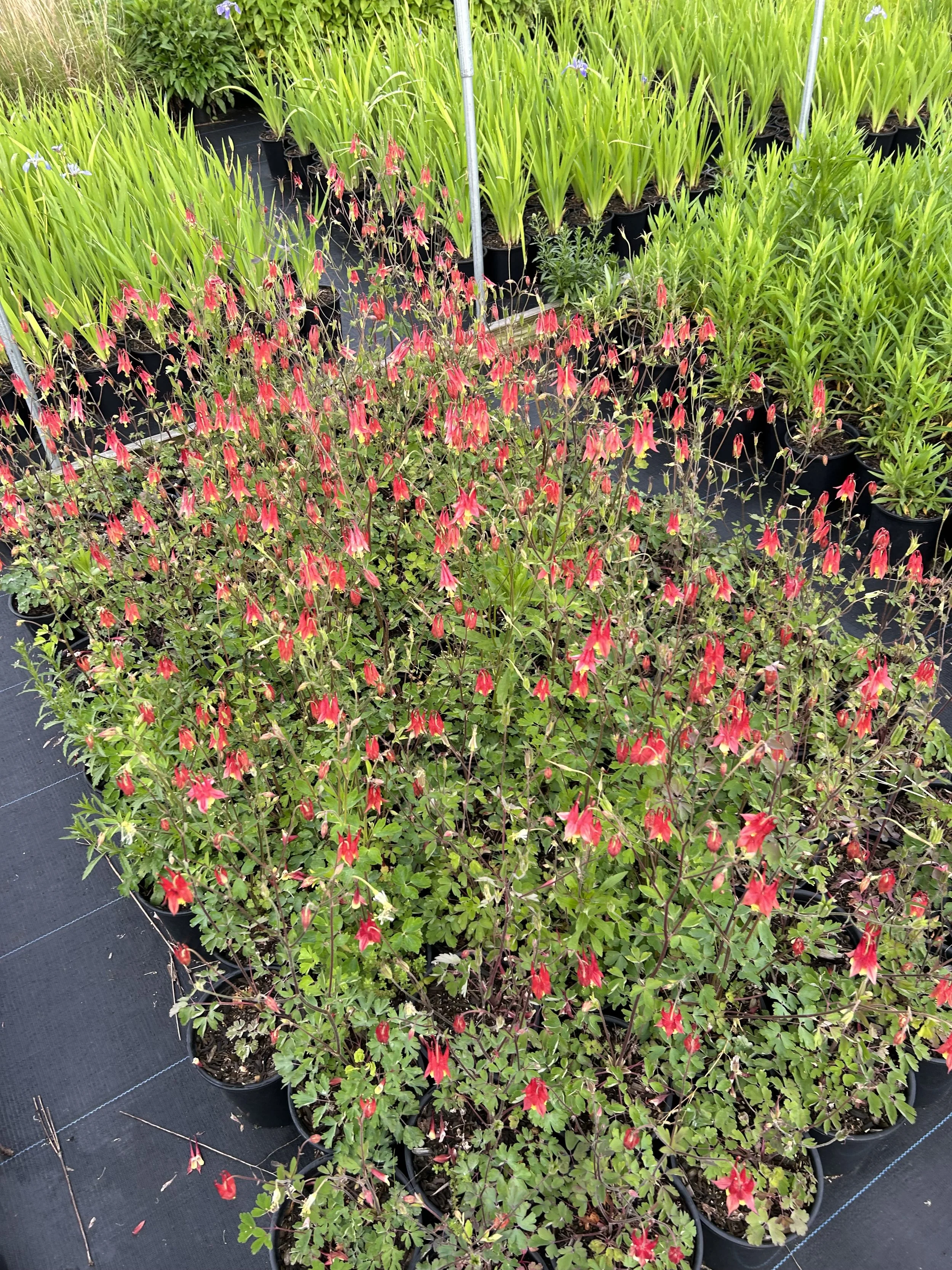 Aquilegia canadensis.jpg