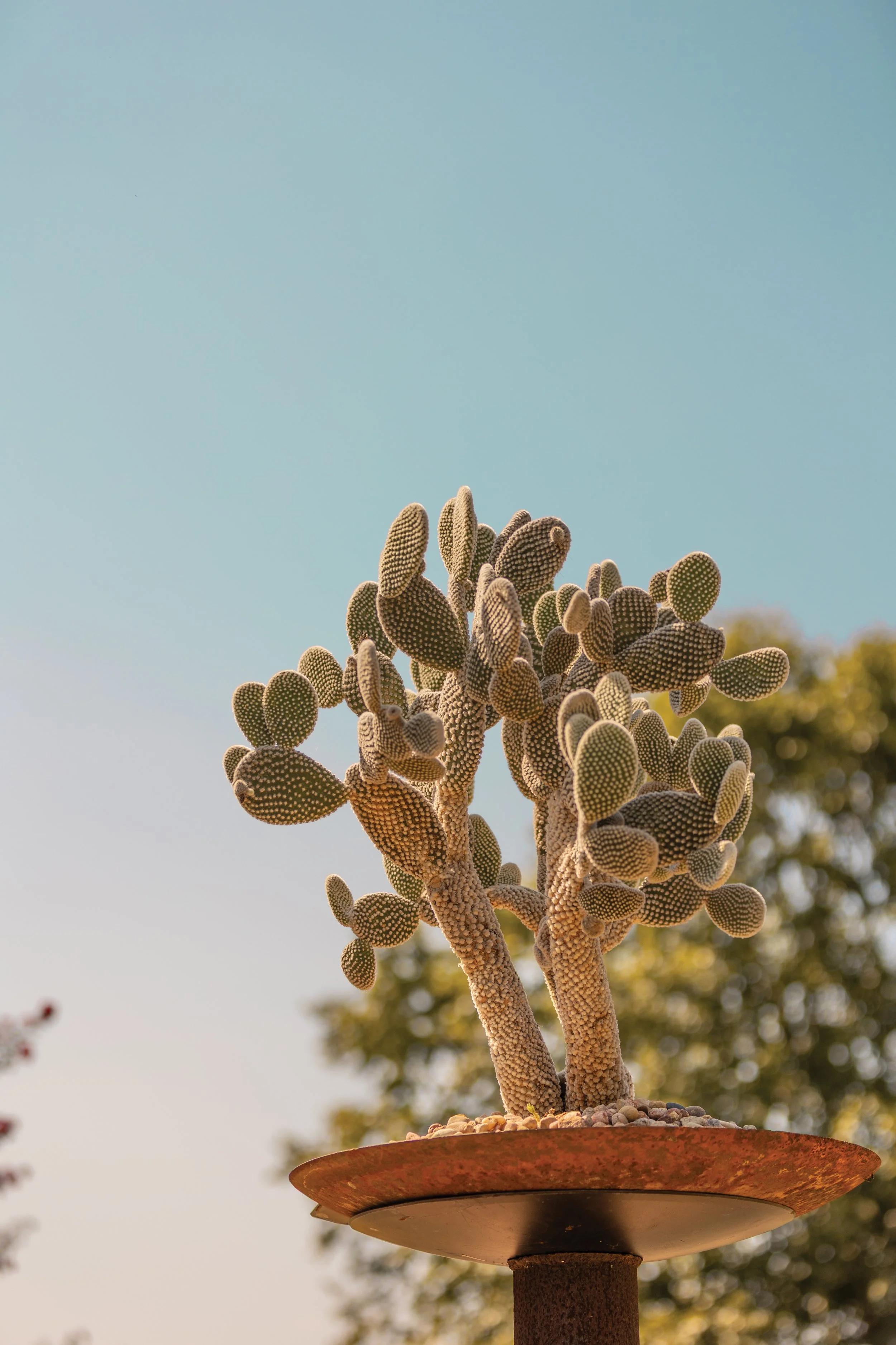 ballinger_plant1.jpg