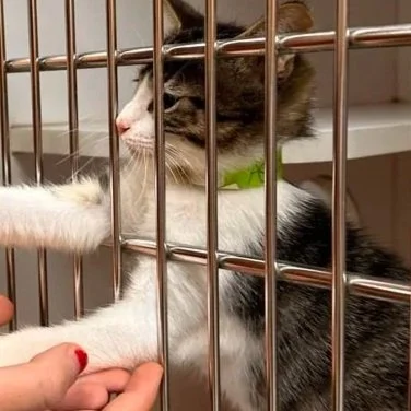 Why Finding the Right Pet Feels So Hard — and Why It Shouldn’t