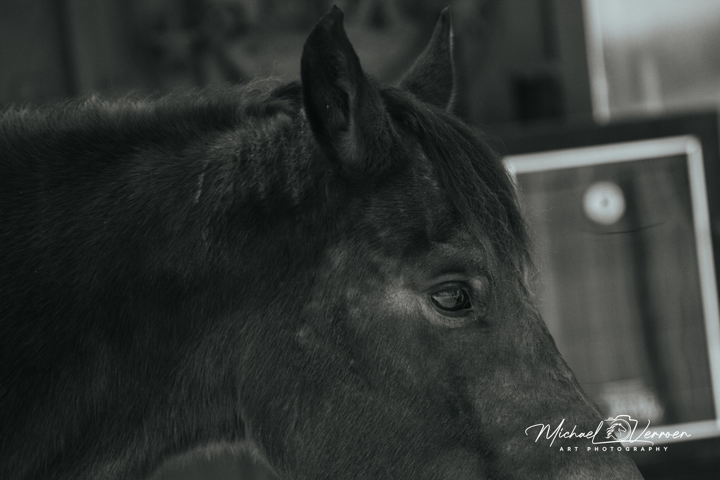 Close-up of a black horse's head, showing its eye, ear, and part of its mane, with a blurred background.
