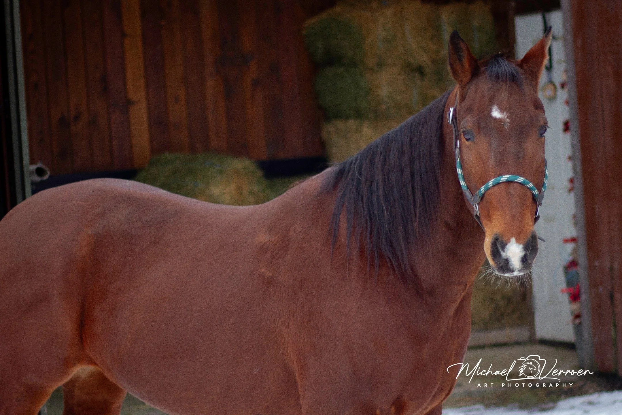 #horses #horselover❤️ #horsephotograpy #horsepower