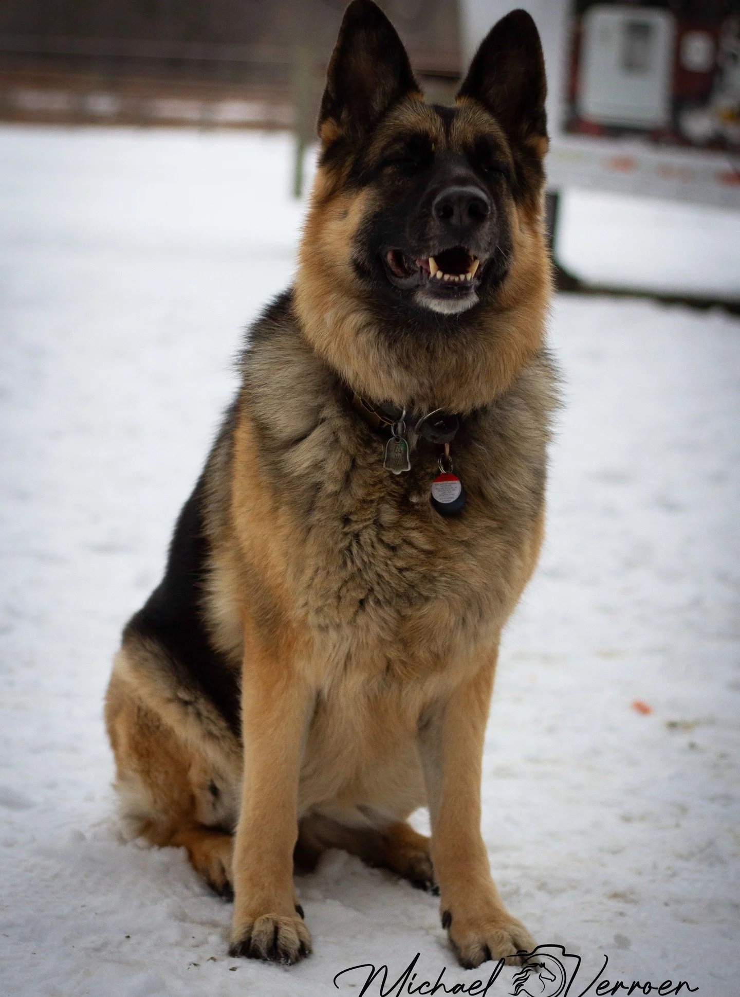 #puppylove #doglover #dogphotography #petlovers #petdog