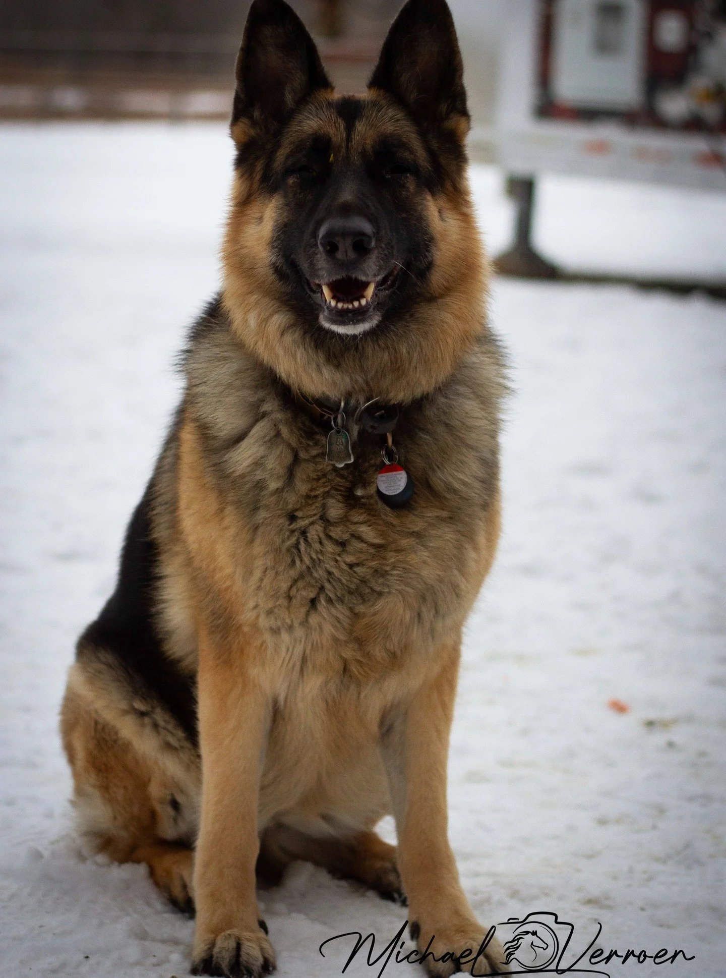 #puppylove #doglover #dogphotography #petlovers #petdog