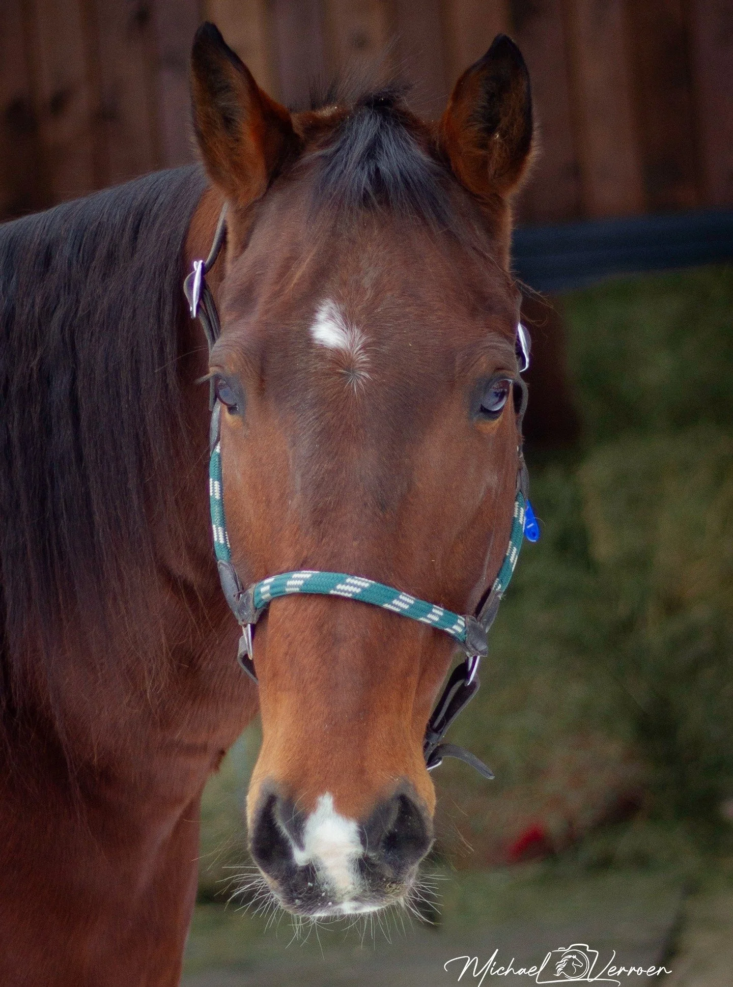 #horses #horselover❤️ #horsephotograpy #horsepower