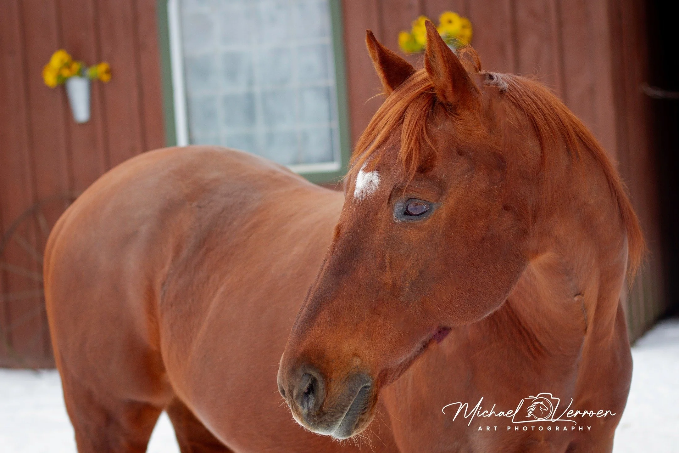#horses #horselover❤️ #horsephotograpy #horsepower