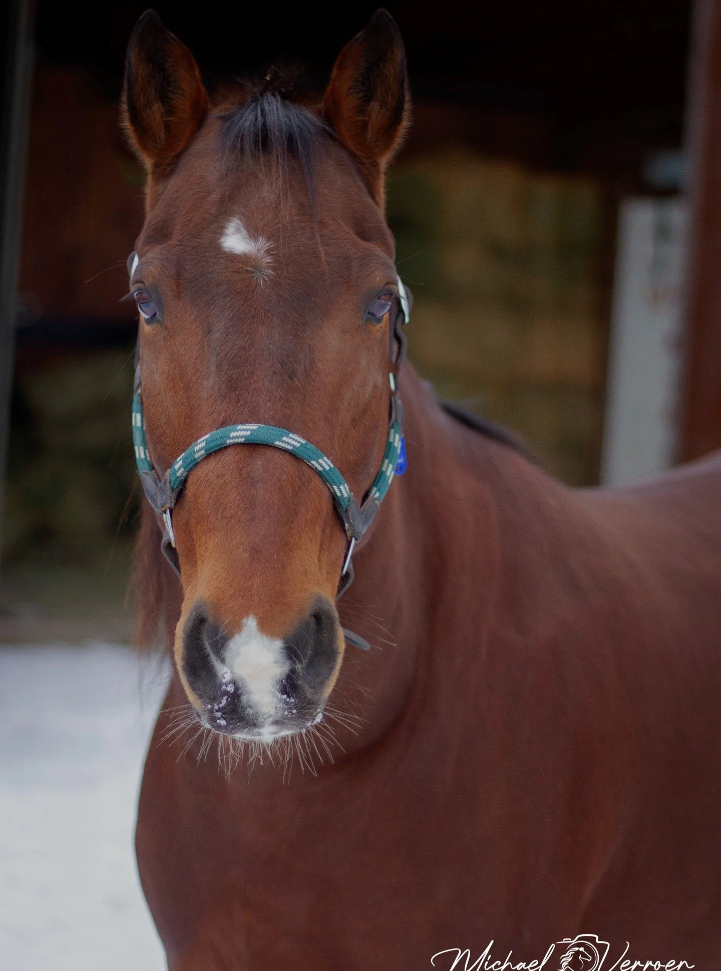 #horses #horselover❤️ #horsephotograpy #horsepower