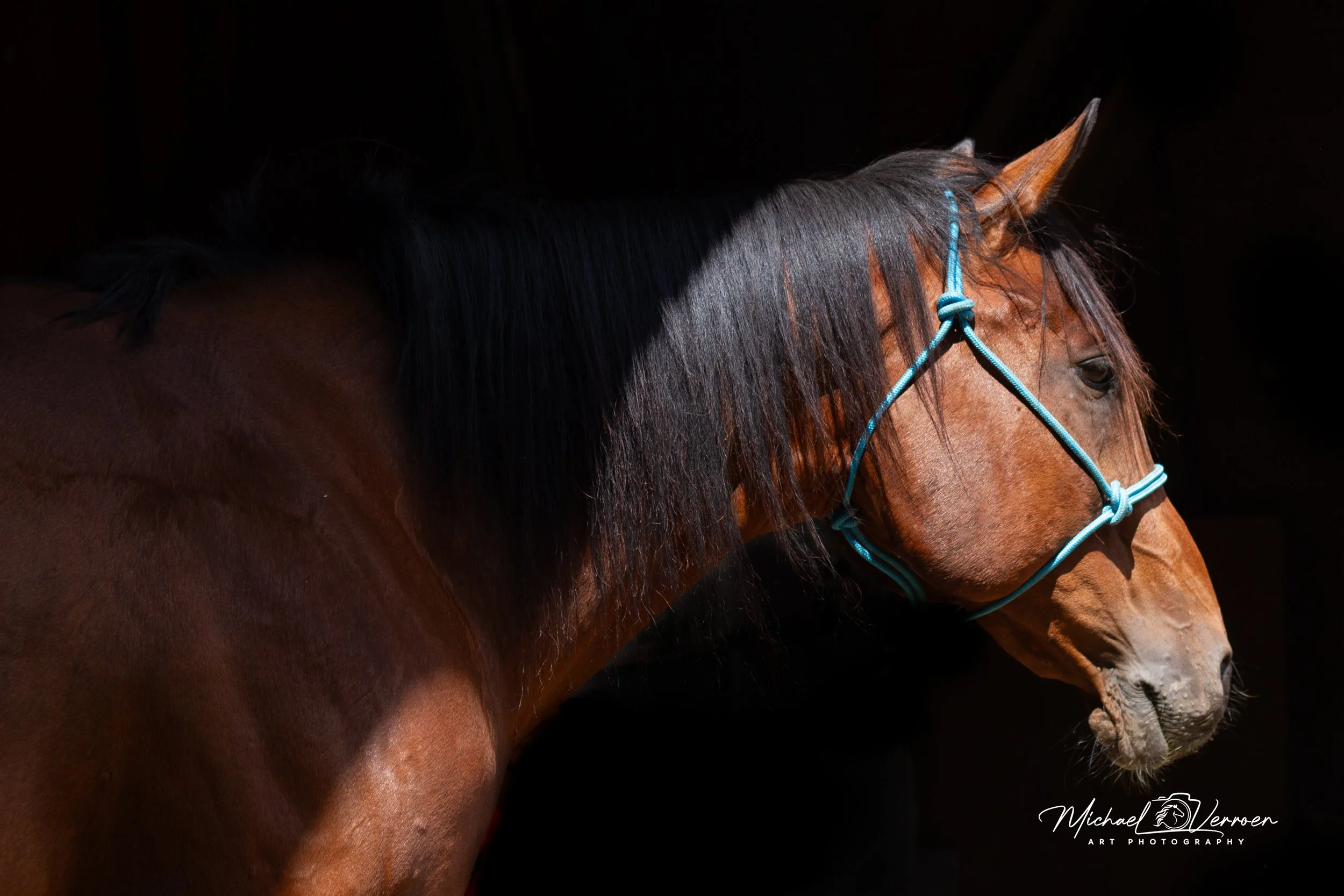 Close-up of a brown horse with black mane wearing a blue halter, against a black background.