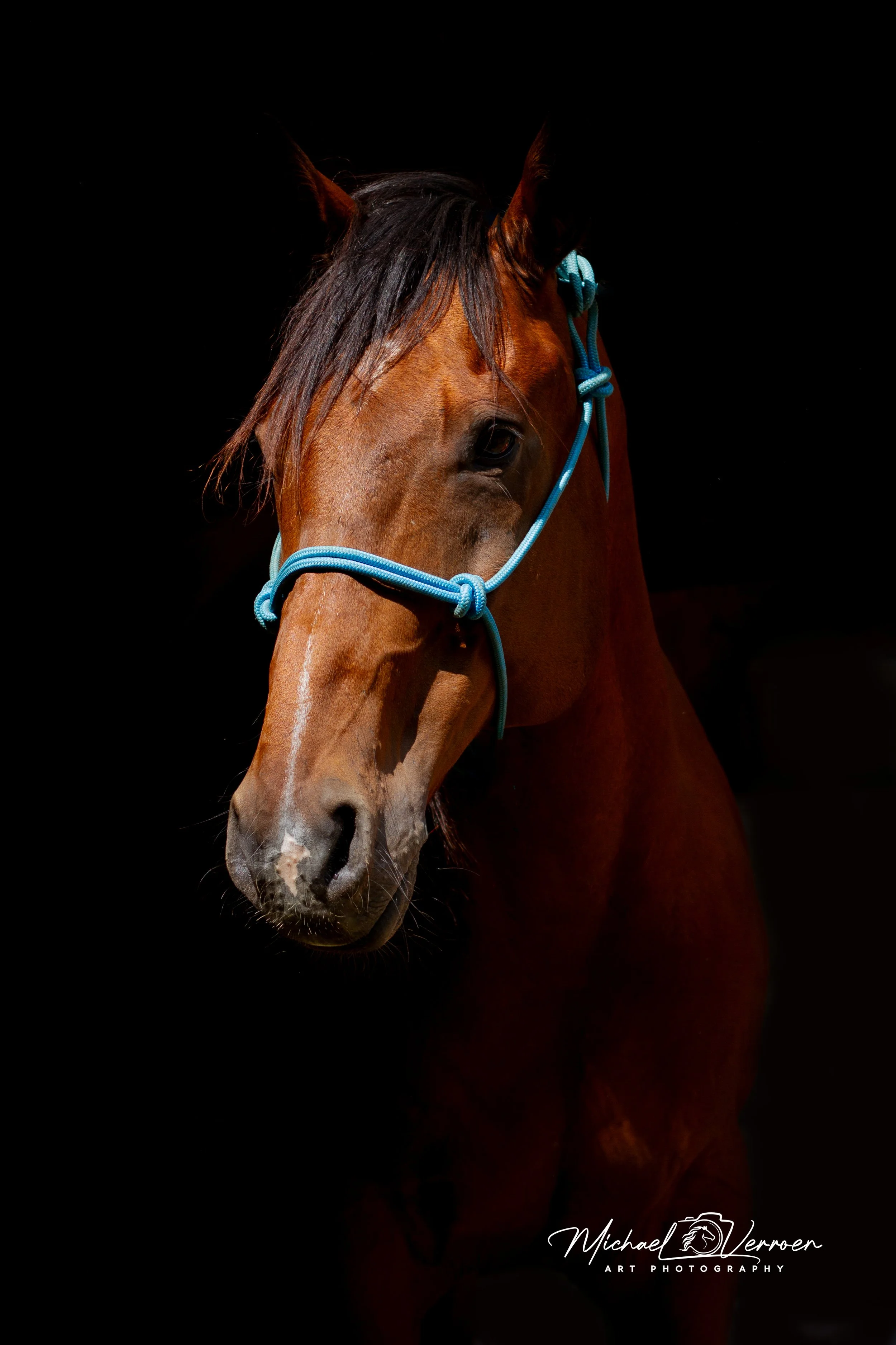 Close-up of a brown horse with a blue halter, set against a black background.