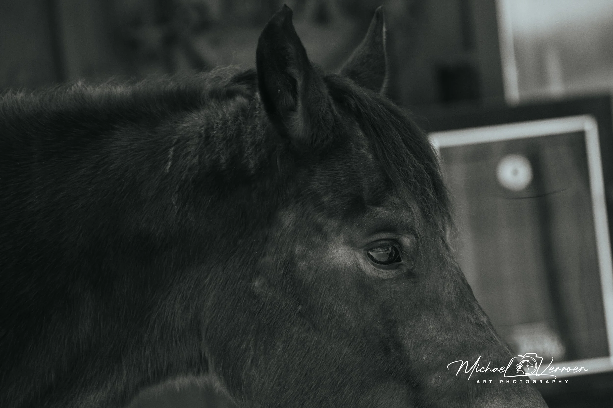 Close-up of a black horse's head, facing right, with a blurred background.