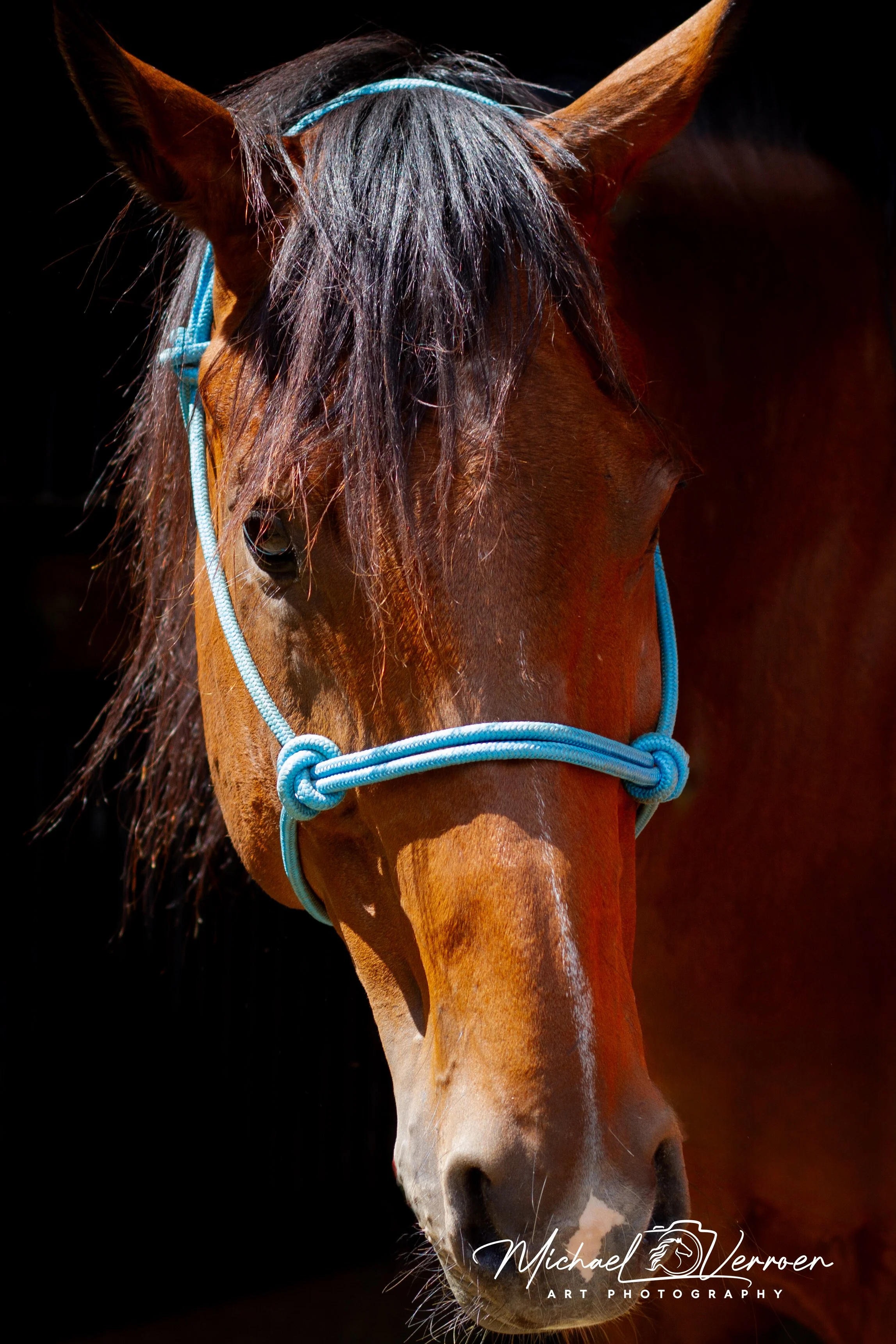 Close-up of a brown horse with a blue halter, standing in a dark background.