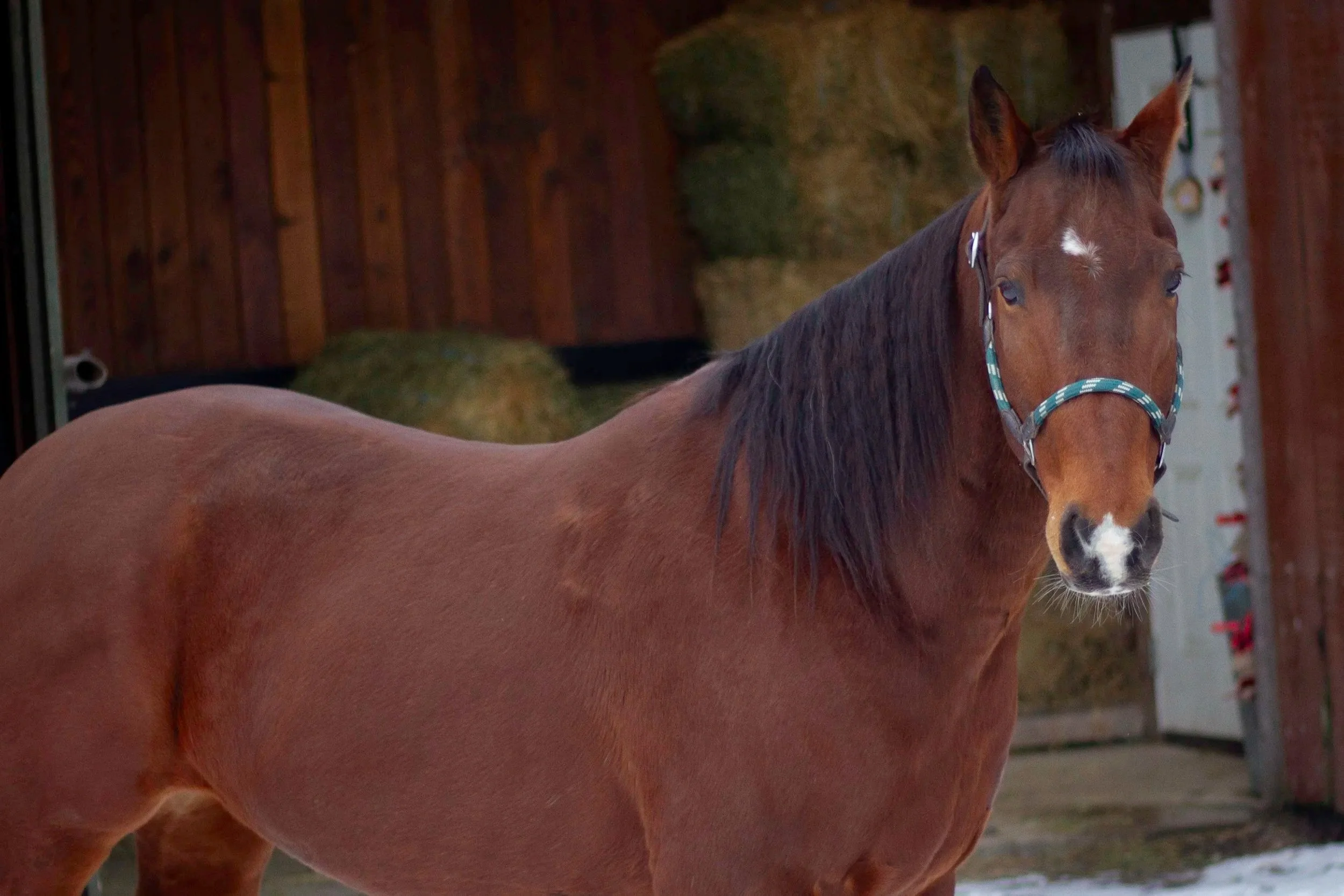A brown horse with a black mane standing in a barn with hay bales in the background.